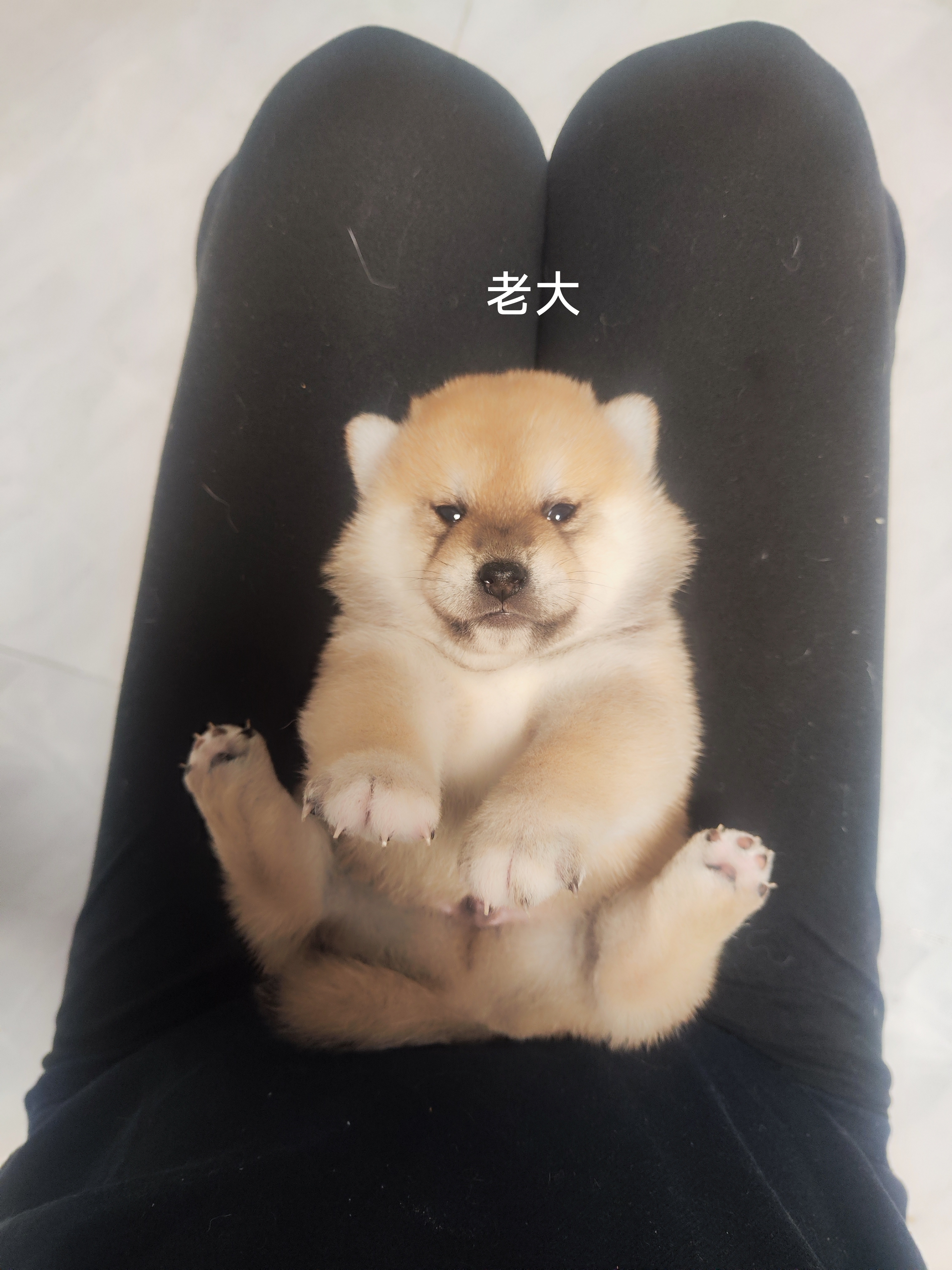 精品柴犬小公，自家繁殖。有喜欢的吗。